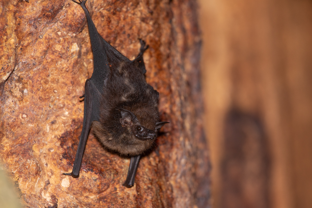 Saccopteryx bilineata female roosting.