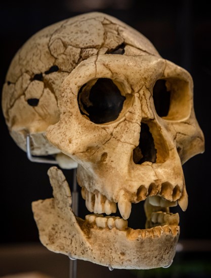 Homo georgicus skull