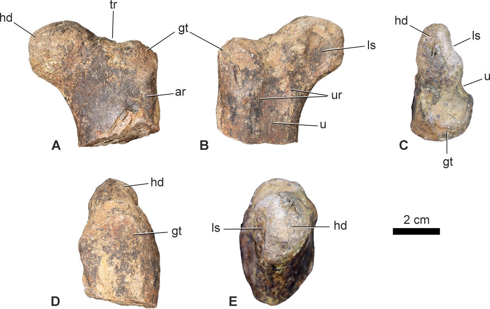 femur of World’s Oldest Cerapodan Ornithiscian Dinosaur 