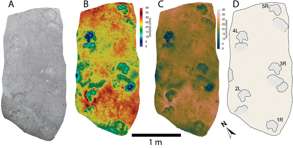 The second sauropod track, which has marks from both the front and hind feet.