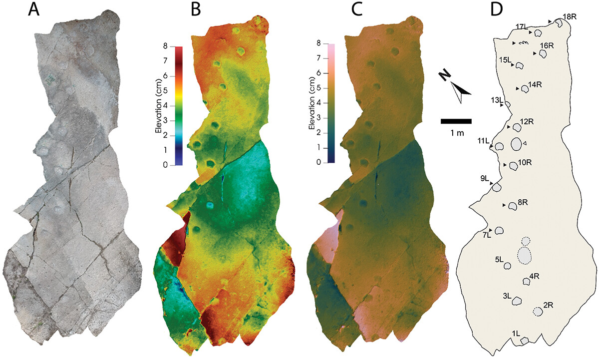 This trackway, discovered in 1940 sparked the belief giant sauropods waded on their front feet. It's shown here in ordinary light, two color schemes where color indicates depth and outline.