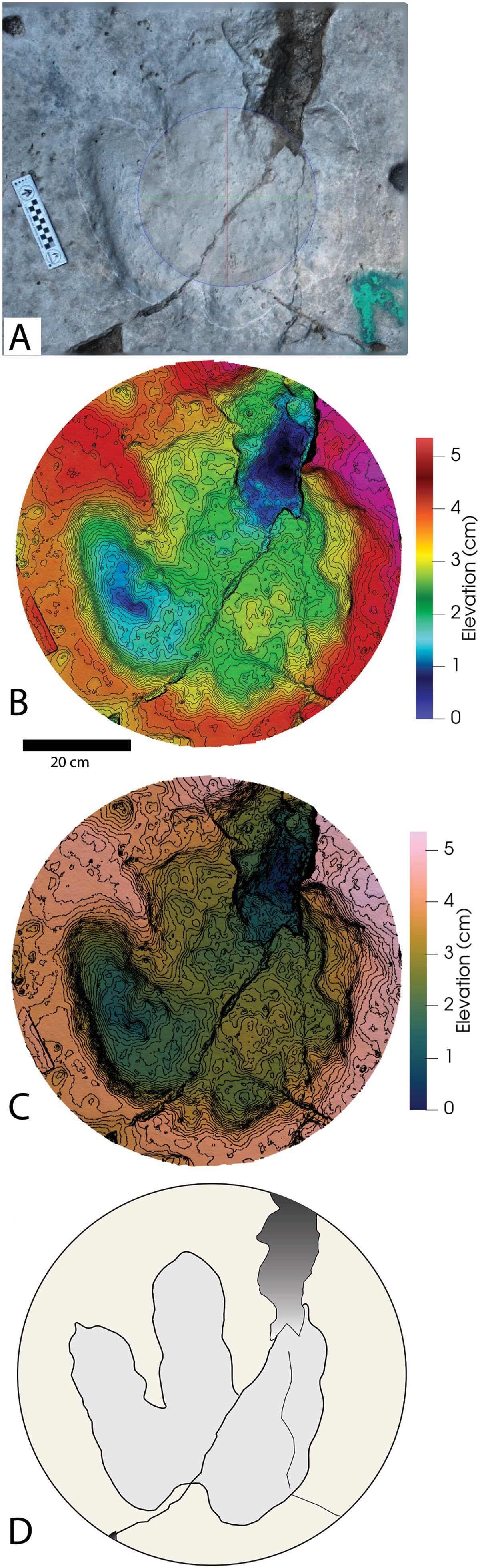 These theropod prints were made in the same layer as the two sets of sauropods, and are also inconsistent with it being deep underwater at the time.