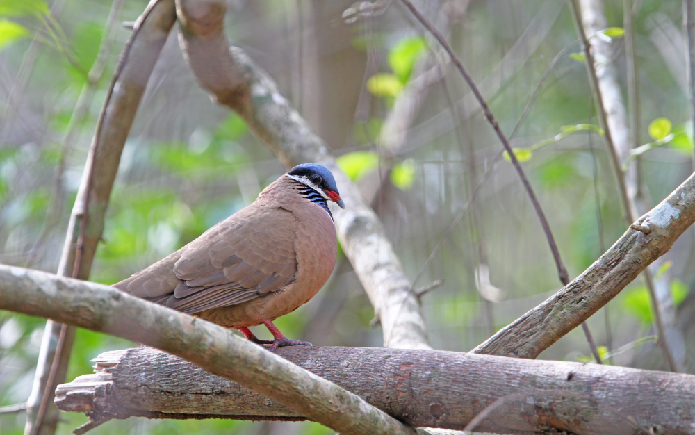 a blue headed quail dove on a branch is has brown feathers on its body and lovely blue feathers on its head