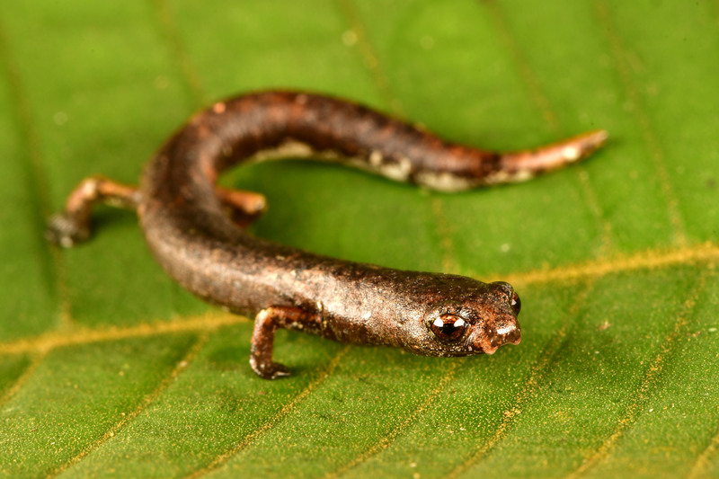 A very small brown salamander on a green leaf. It has large brown eyes and short stubby legs.