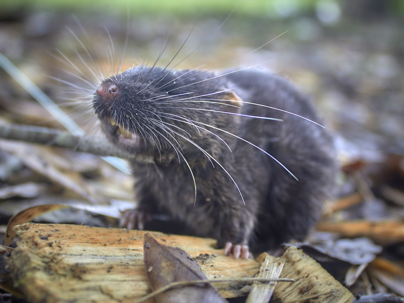 A mouse with grey fur and a pink nose with long white whiskers looking at the camera.