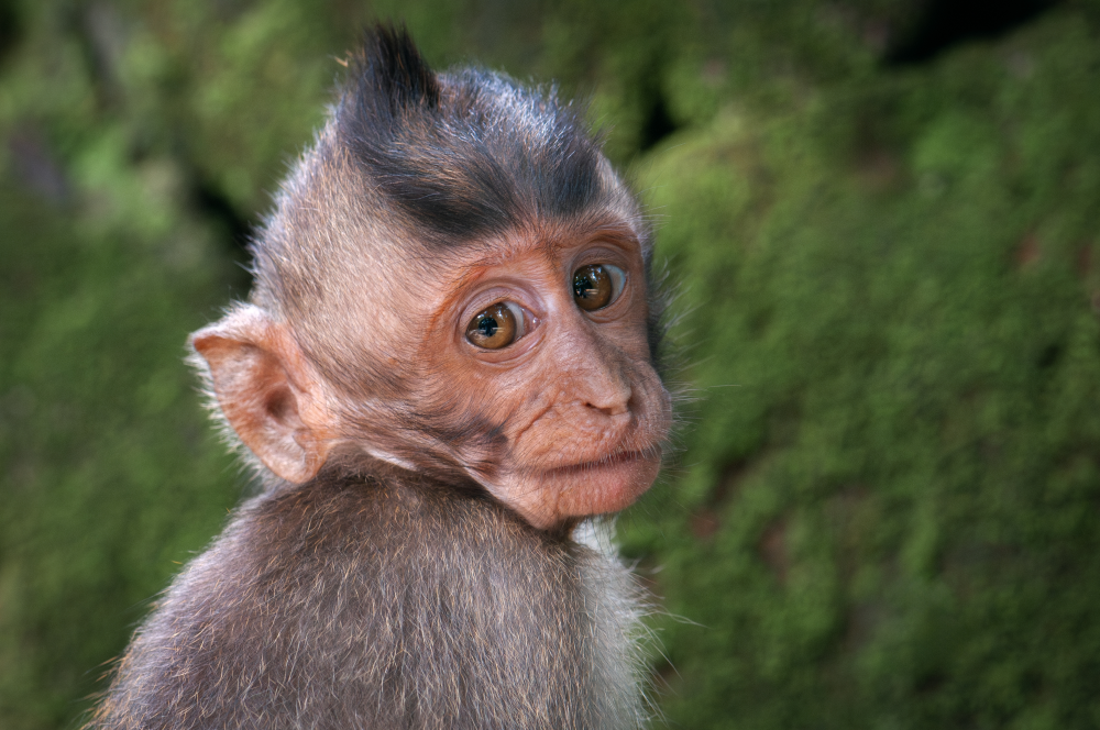 a primate showing off its ear, shows pronounced point at darwins point