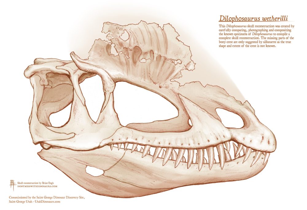 an illustration of dilophosaurus skull: Scientists have found evidence that the Dilophosaurus' skull served as scaffolding for powerful jaw muscles, shattering the image of the dinosaur as more fragile and svelte that has been promoted in scientific literature and popular culture.