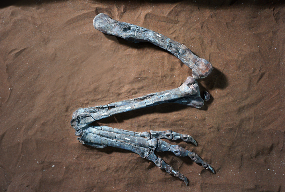 The right hind leg of Dilophosaurus wetherilli, collected under permit from the Navajo Nation, and housed in trust at the Texas Vertebrate Paleontology Collections at The University of Texas at Austin.