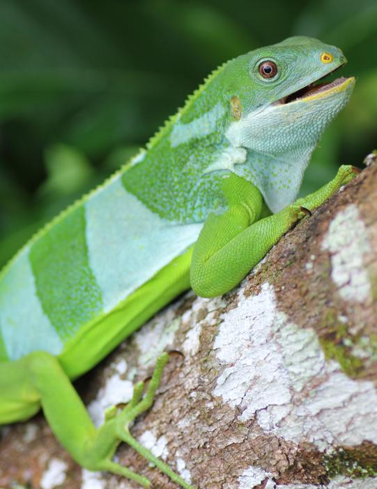 You'd smile like this B. bulabula if your ancestors has just been recognized as the world's greatest navigators.