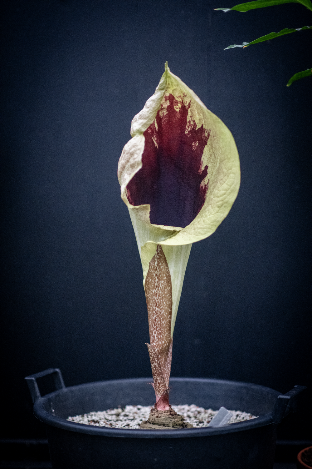 Pseudohydrosme gabunensis flower open, looks like a big leafy trumpet