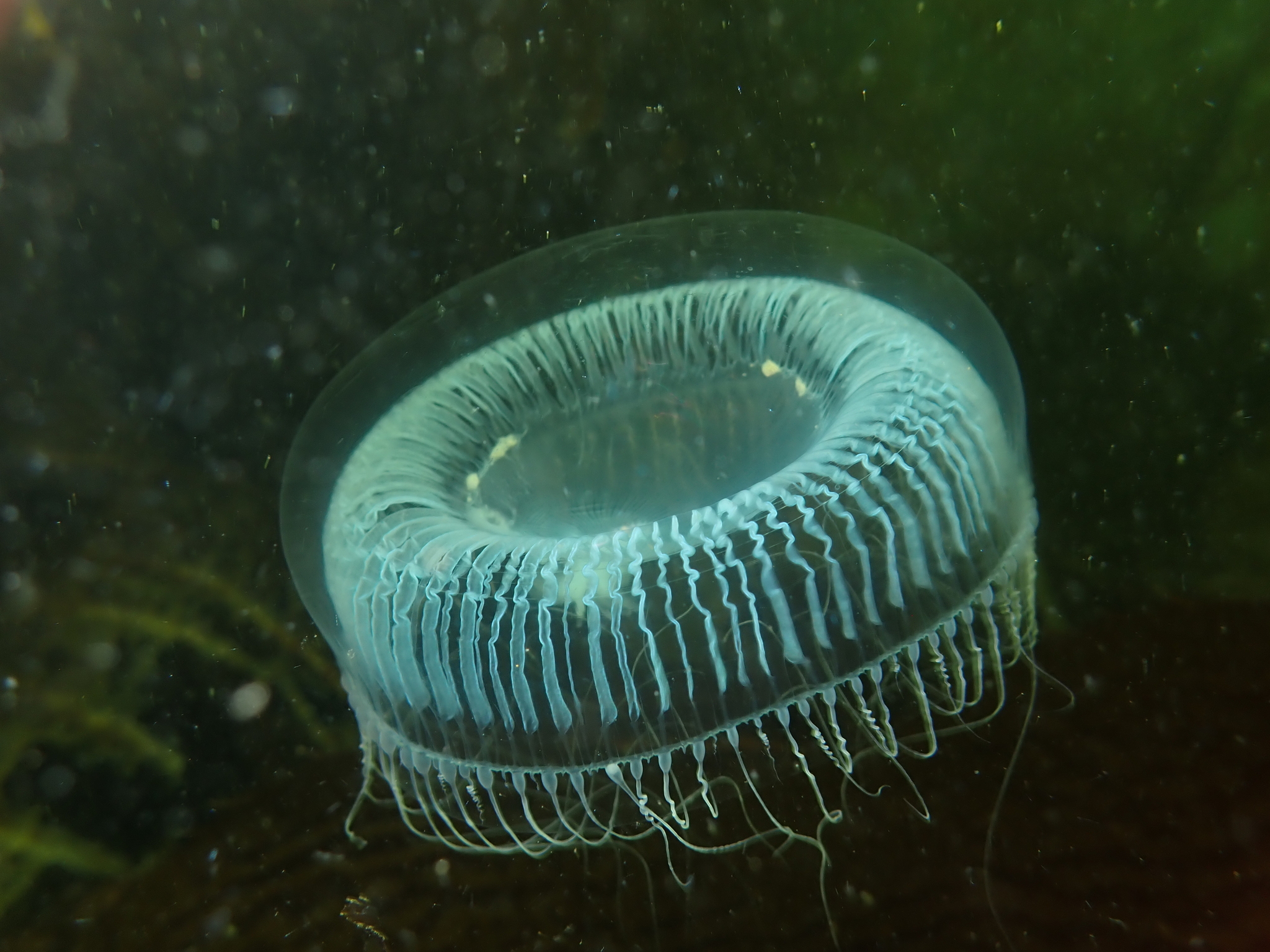 Aequorea victoria jellyfish swimming in the sea