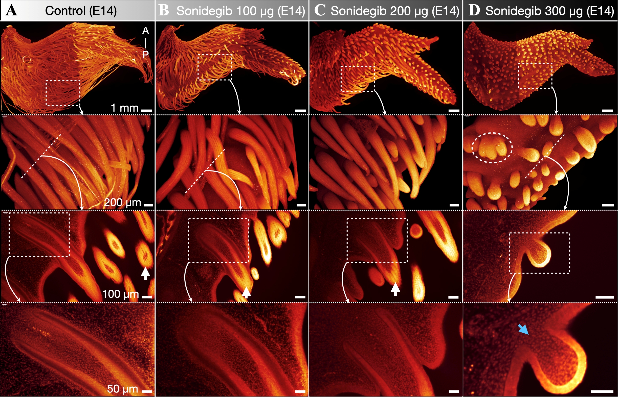 The control images show normal feather development; on the right, chicks treated with progressively higher amounts of the Shh pathway blocker show feather buds that instead resemble proto-feathers.