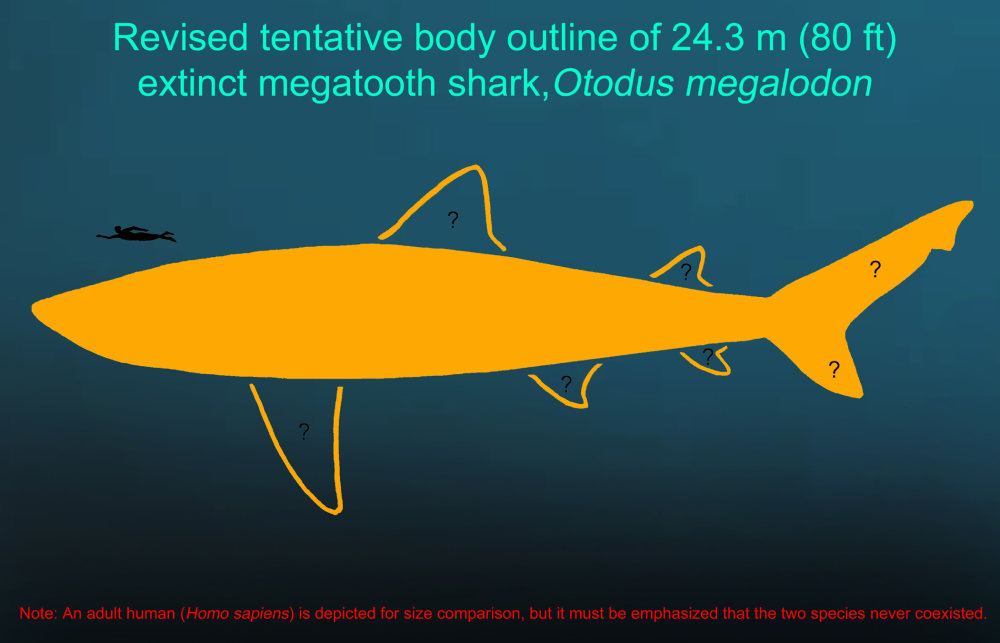 tentative body outline of 24.3 meters (80 feet) extinct megatooth shark, Otodus megalodon. Important notes: 1) the exact shape, size, and position of most fins remain unknown based on the present fossil record