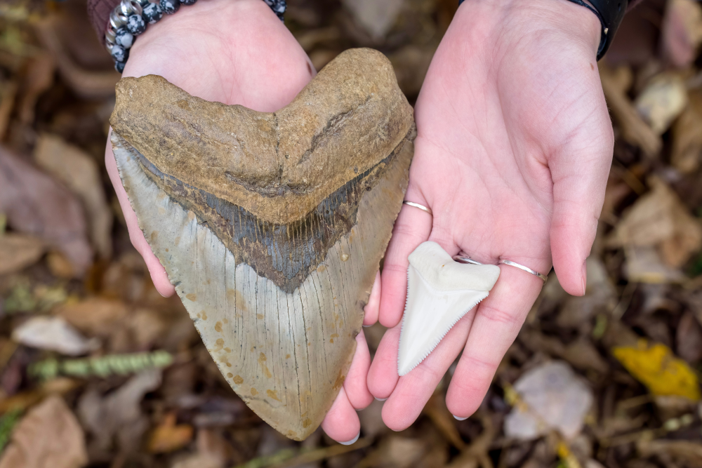 Megalodon fossil tooth (left) compared to that of a modern shark, the left one is huge and dark in colour