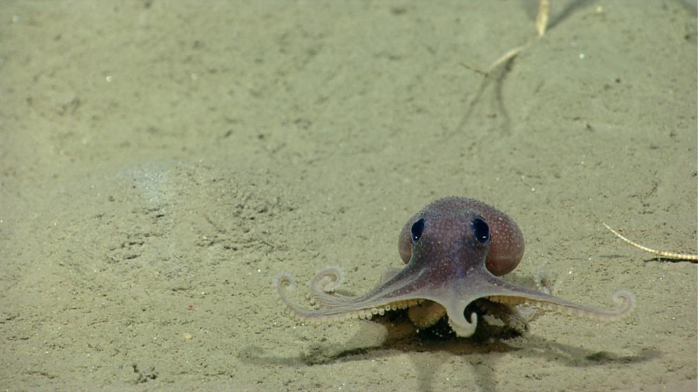 A baby warty octopus showing off its warts.