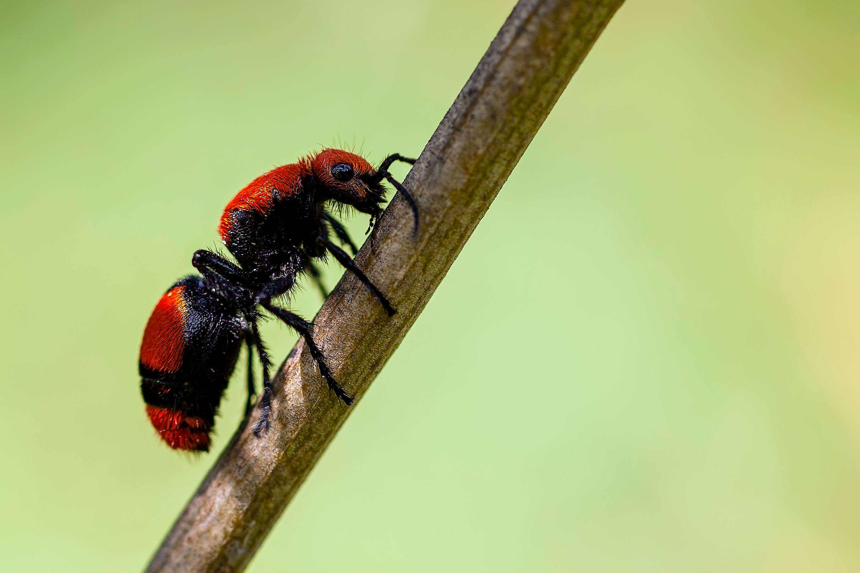 Red and black cow killer ant