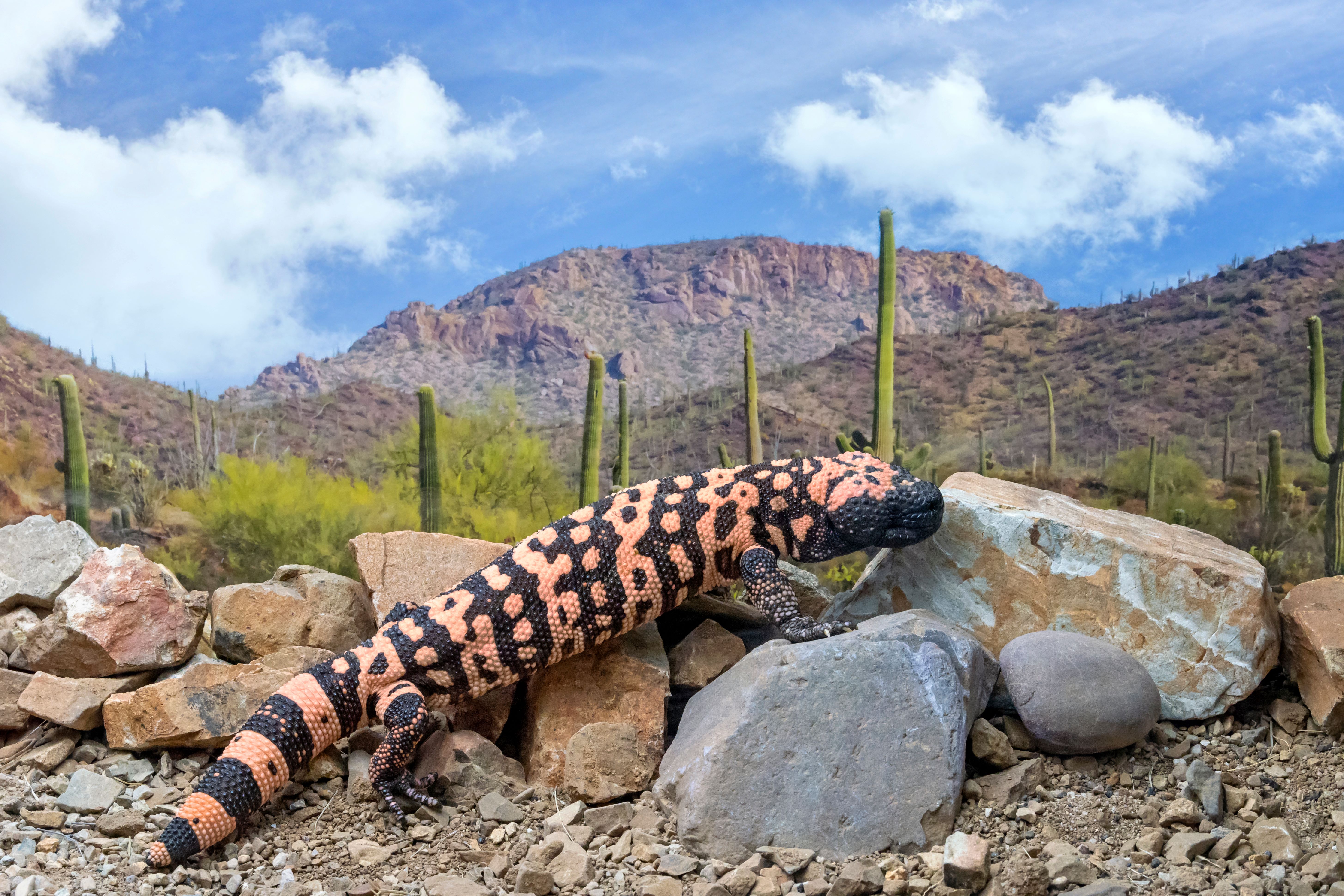 Gila Monster climbing Rocks through the Arizona Desert