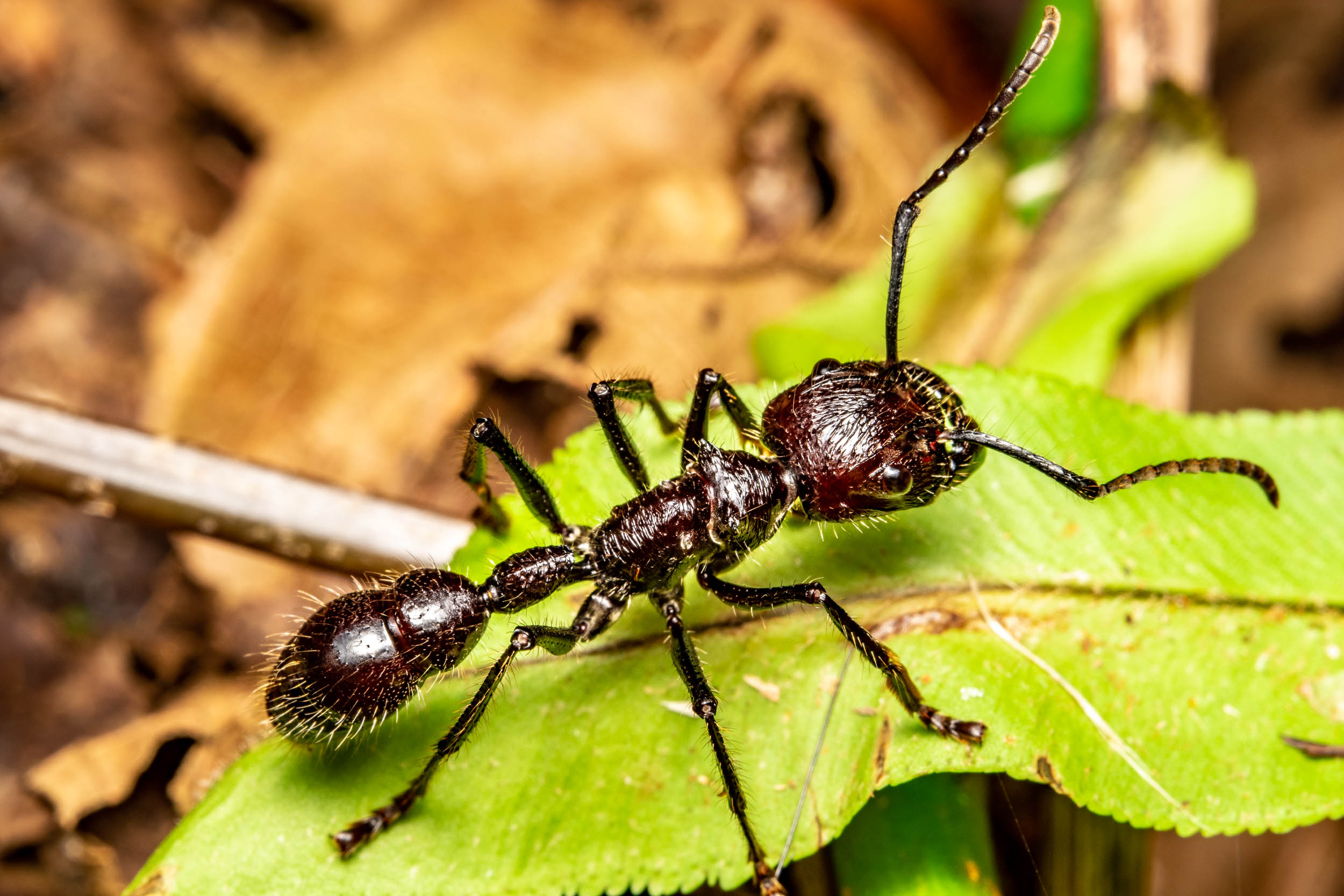 Bullet ant on leaf