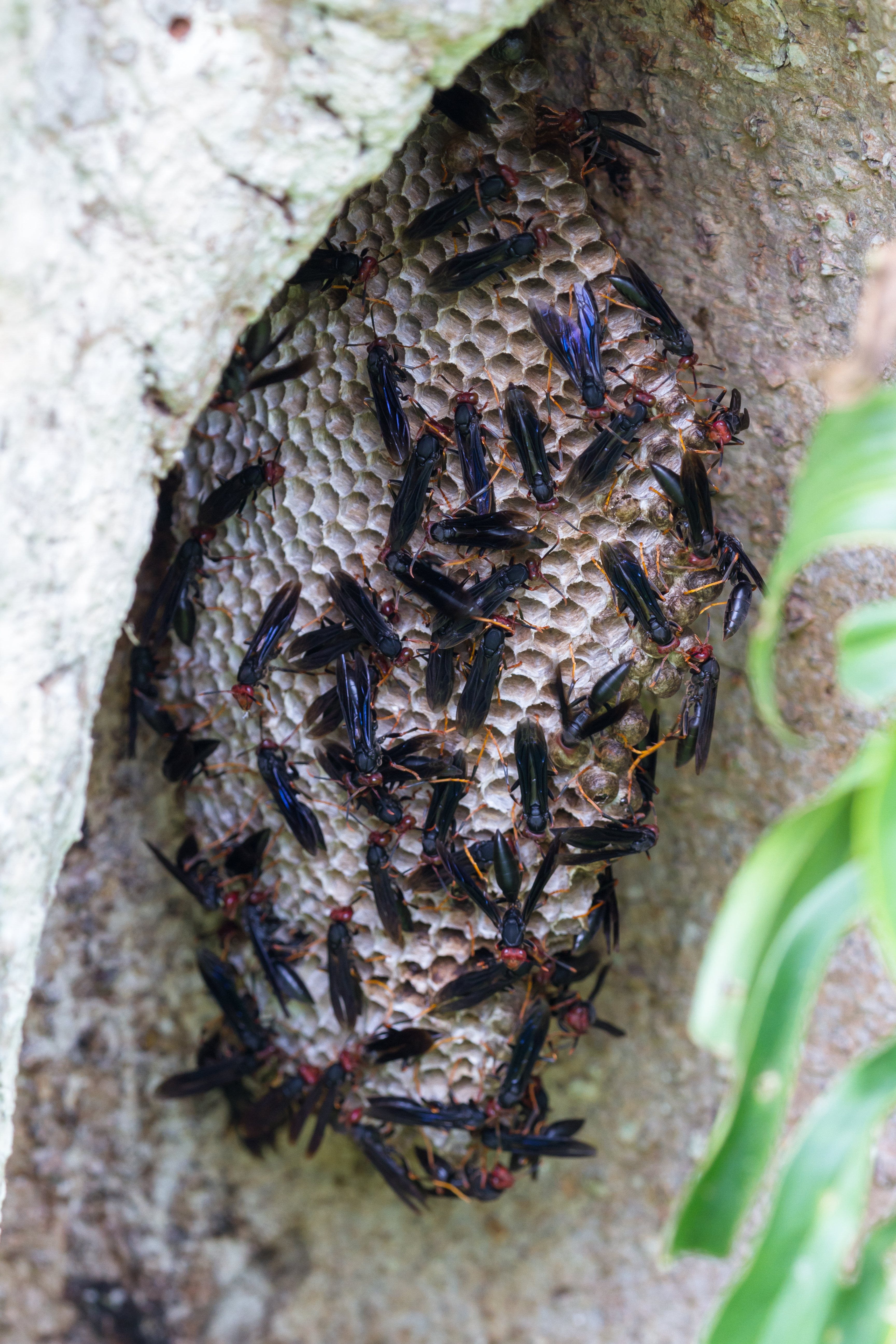 Warrior wasp nest