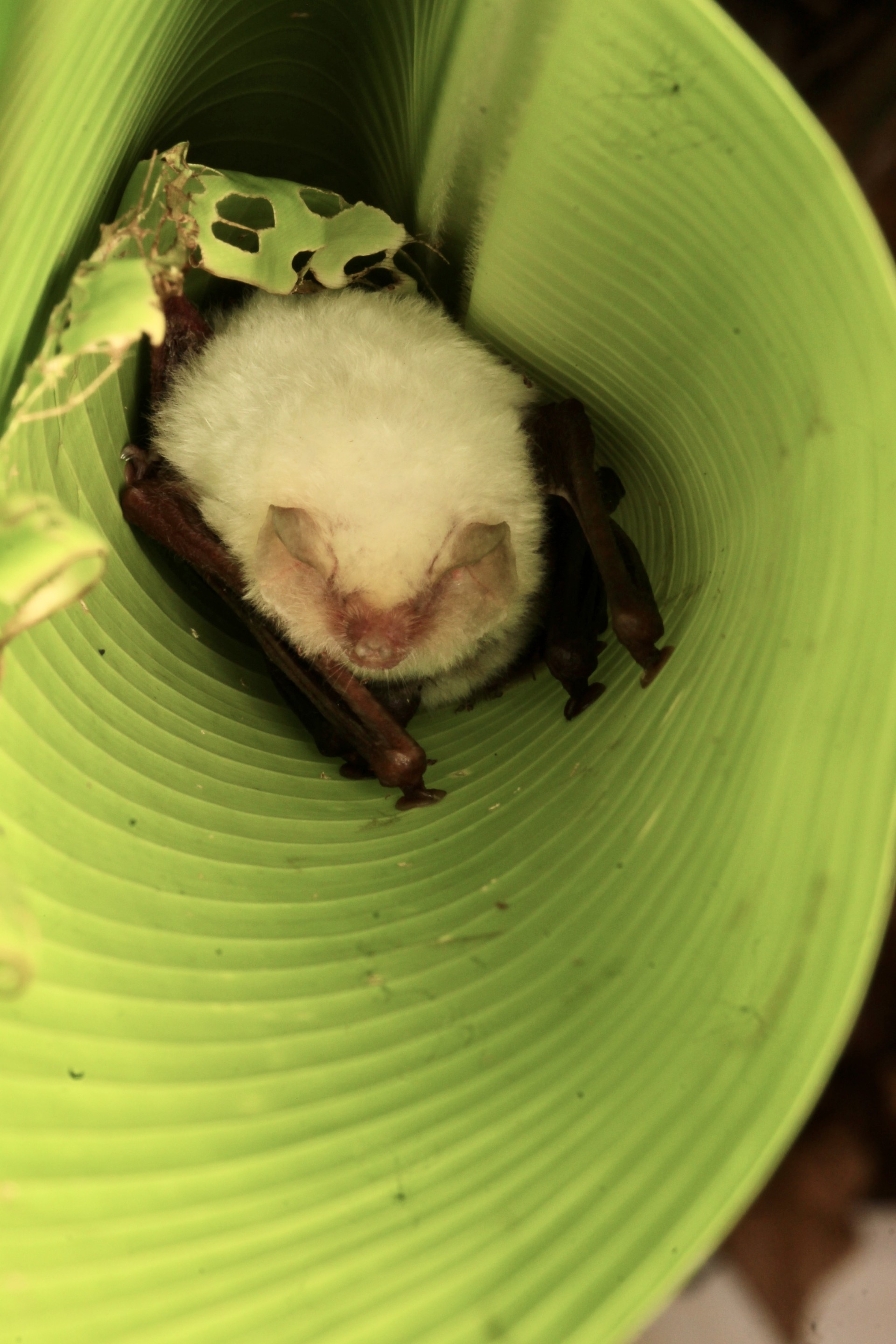 Spix's disc-winged bat with all white fur roosting inside a rolled up green leaf