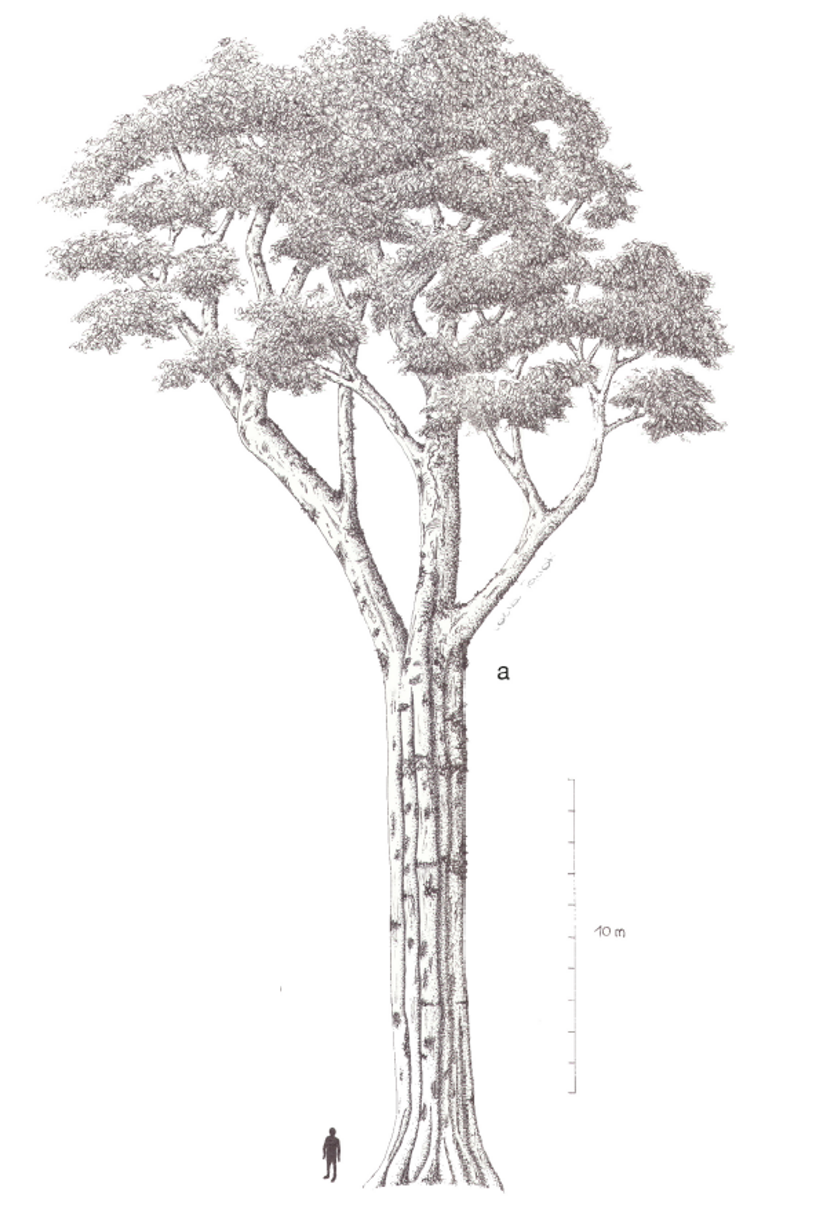 illustration of Tessmannia princeps, a tall tree, with a human for comparison