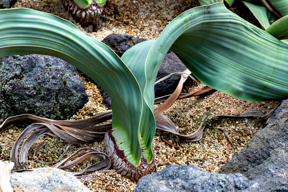 welwitschia growing in a nursery, two leaves out of a central pod