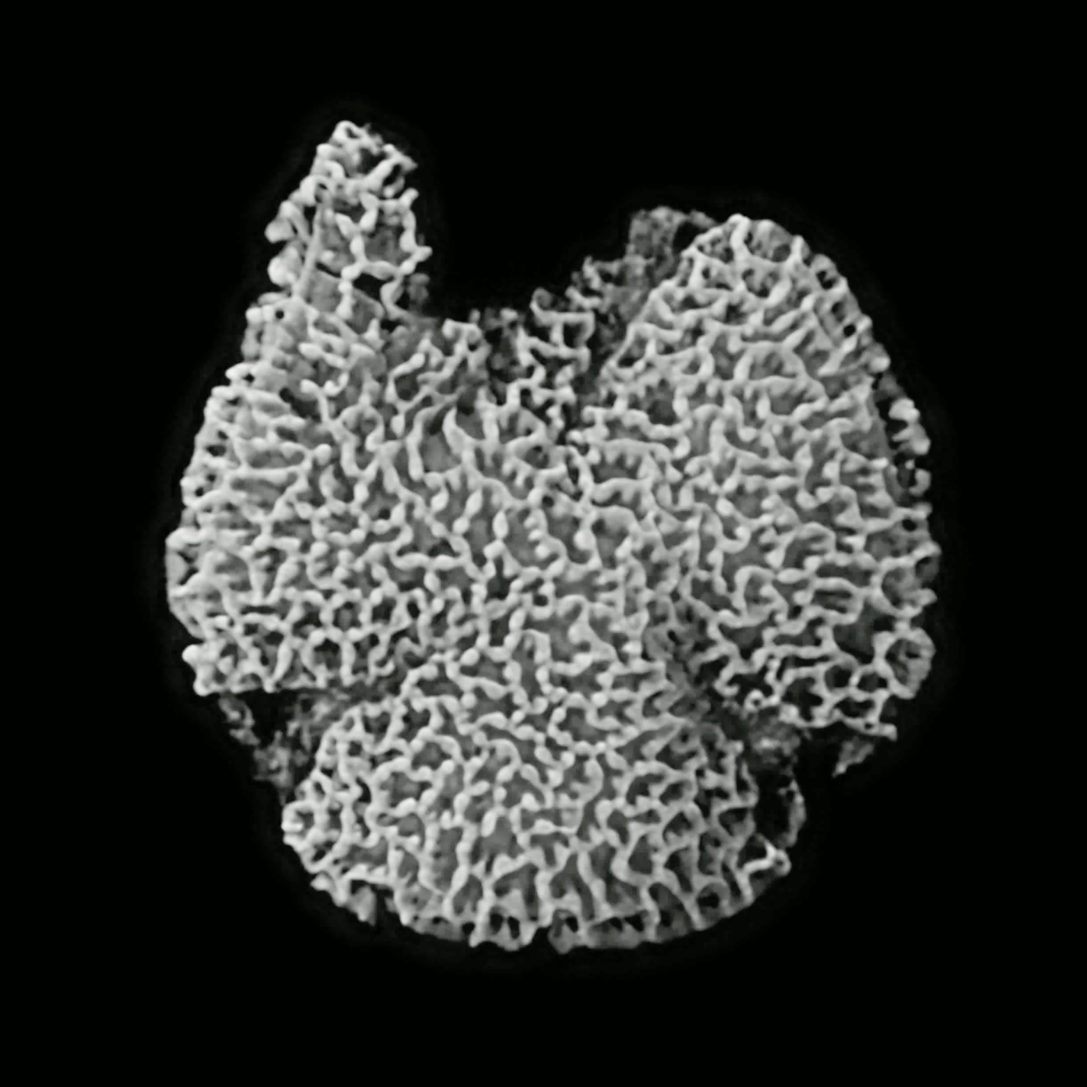 This 123-million-year-old tricolpate pollen grain recovered from Cretaceous sediments in Portugal is the oldest known evidence of a flowering plant. This 123-million-year-old tricolpate pollen grain recovered from Cretaceous sediments in Portugal is the oldest known evidence of a flowering plant.