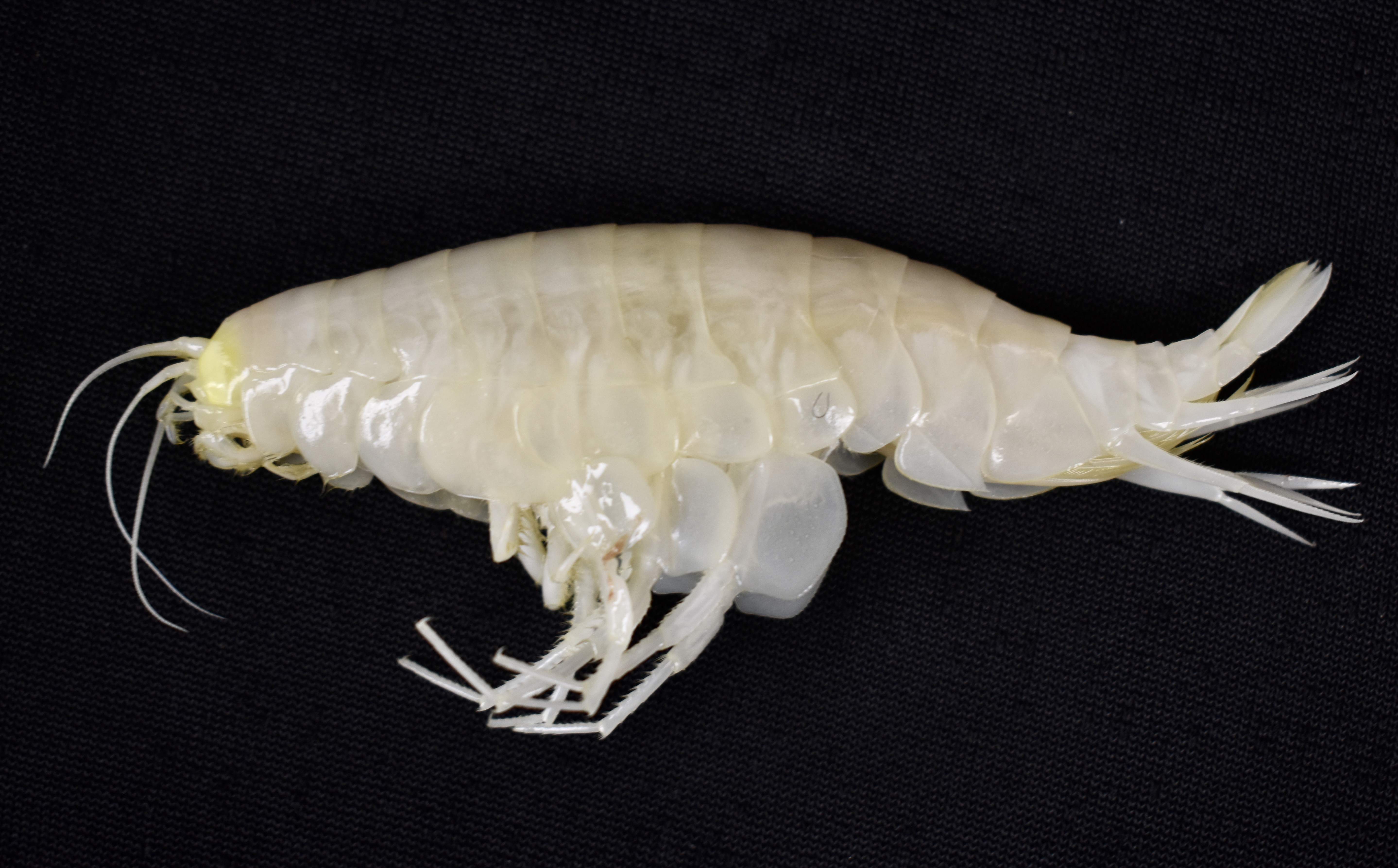 Alicella gigantea, a large white amphipod Alicella gigantea, a large white amphipod