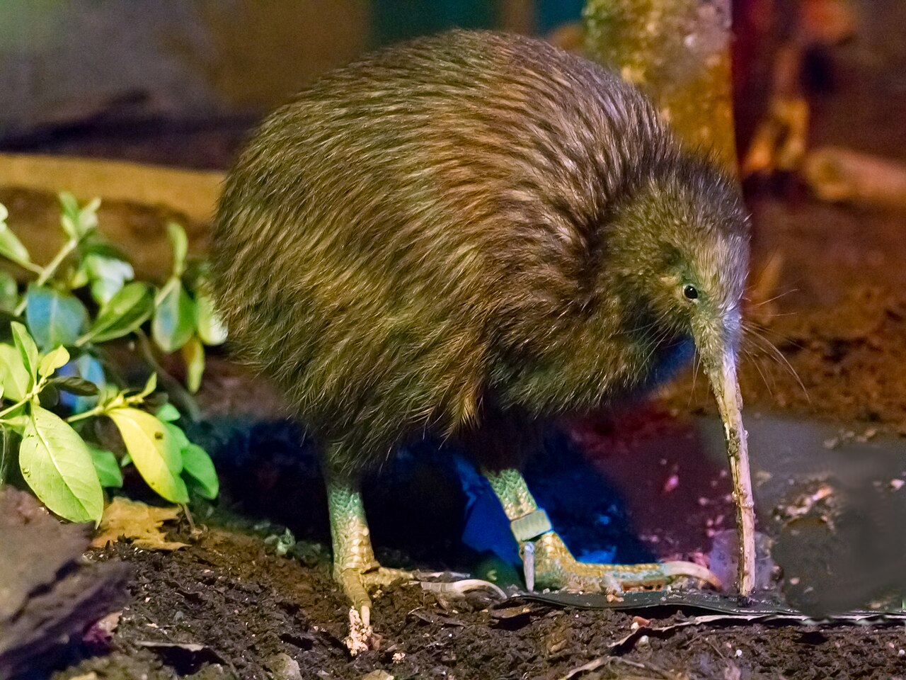 A kiwi bird A kiwi bird