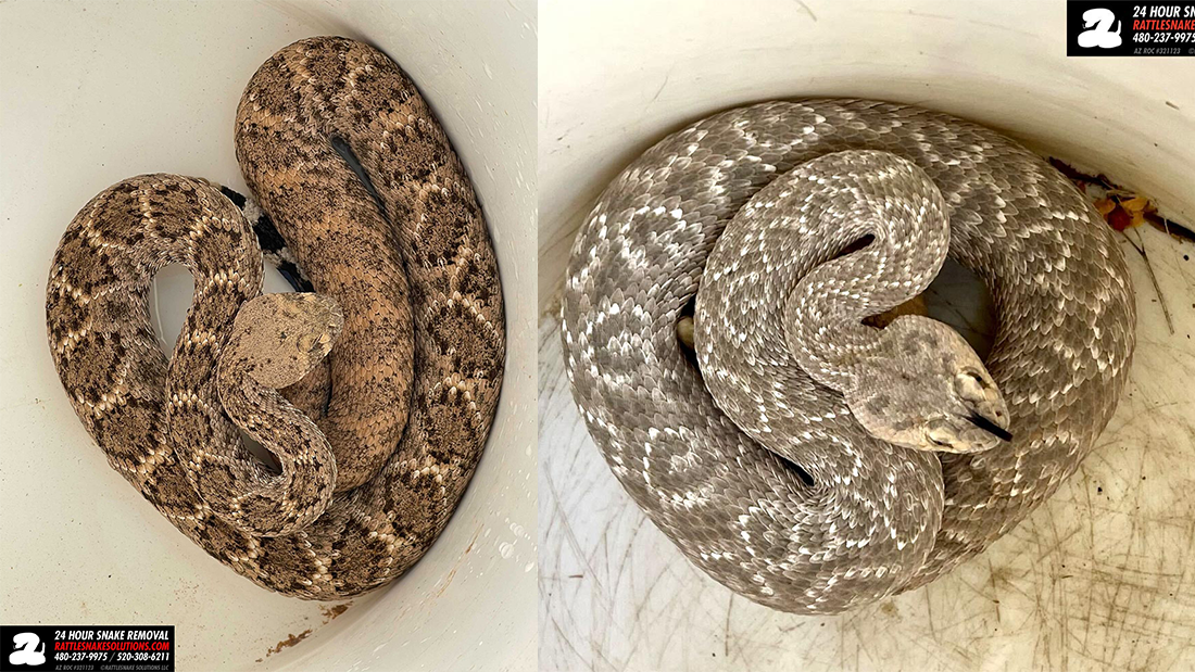 Two photos, the left image shows a western diamondback rattlesnake with typical coloration while the righthand image shows the snake found without the characteristic diamond pattern. Two photos, the left image shows a western diamondback rattlesnake with typical coloration while the righthand image shows the snake found without the characteristic diamond pattern.