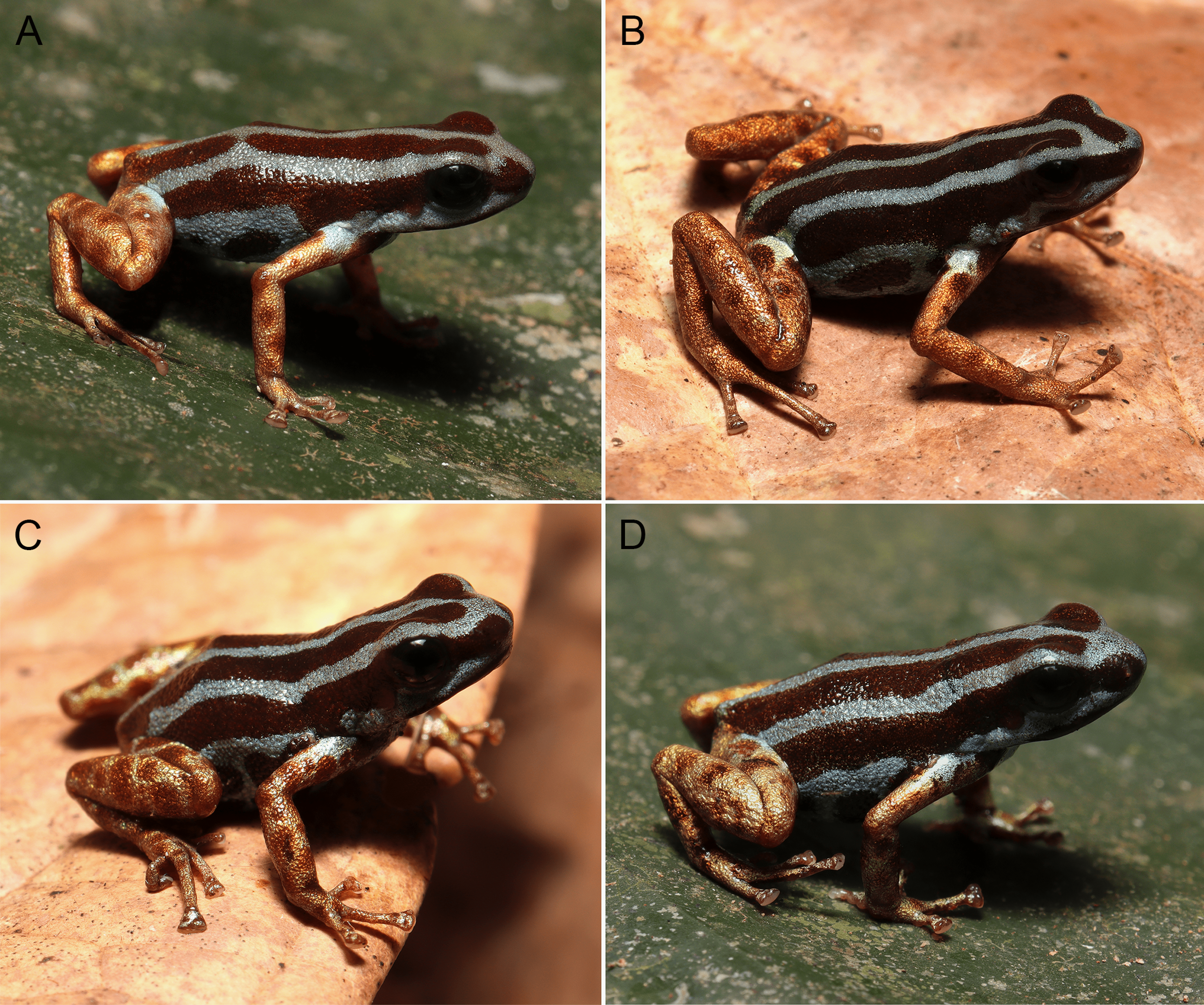 Four images of the frogs their stripey bodies and spotty legs Four images of the frogs their stripey bodies and spotty legs