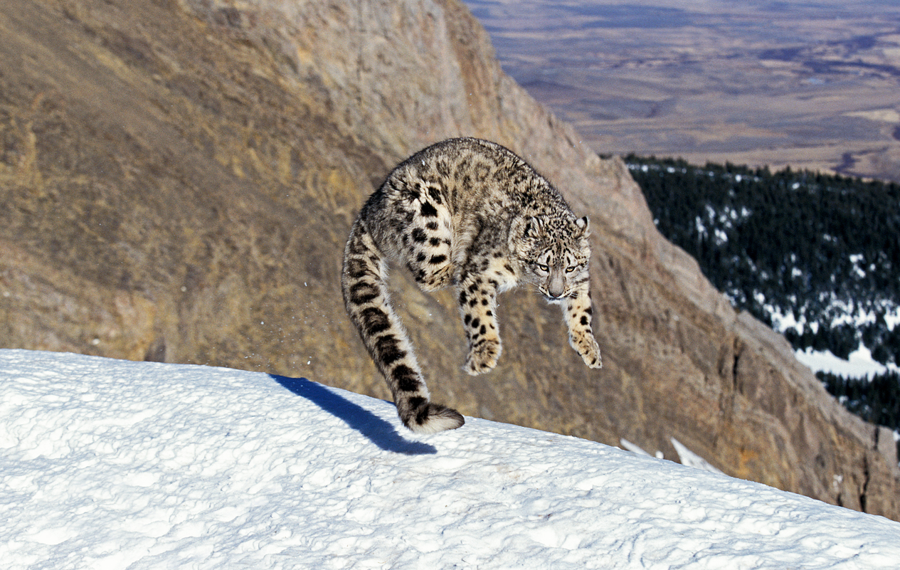 snow leopard jumping around in the snow mountain environment snow leopard jumping around in the snow mountain environment
