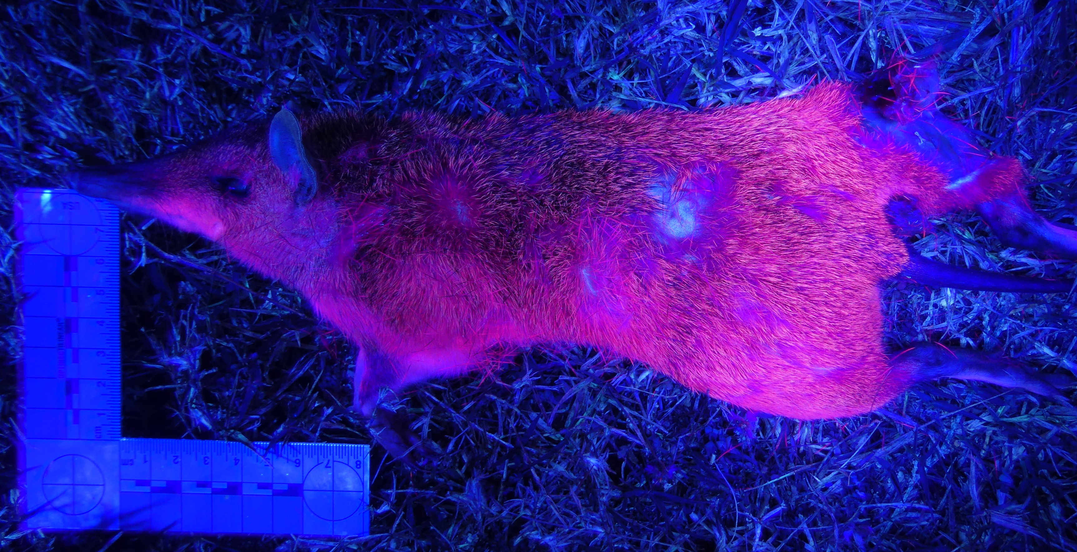 Long-nosed bandicoots are marsupials, yet they have a similar color under UV light to placental flying squirrels. Long-nosed bandicoots are marsupials, yet they have a similar color under UV light to placental flying squirrels.