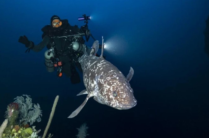 A Sulawesi coelacanth in the wild A Sulawesi coelacanth in the wild