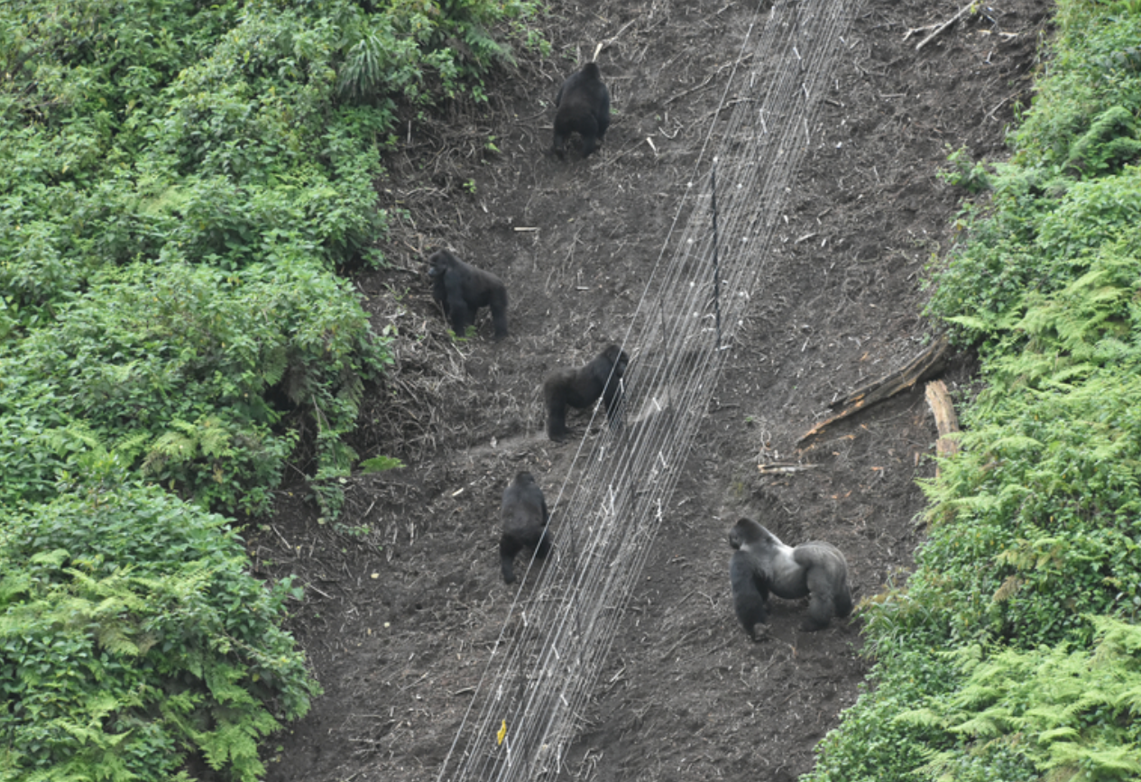 A wild silverback gorilla named Mwasa began visiting the four females at the fence line before the group were set into the wild. A wild silverback gorilla named Mwasa began visiting the four females at the fence line before the group were set into the wild.