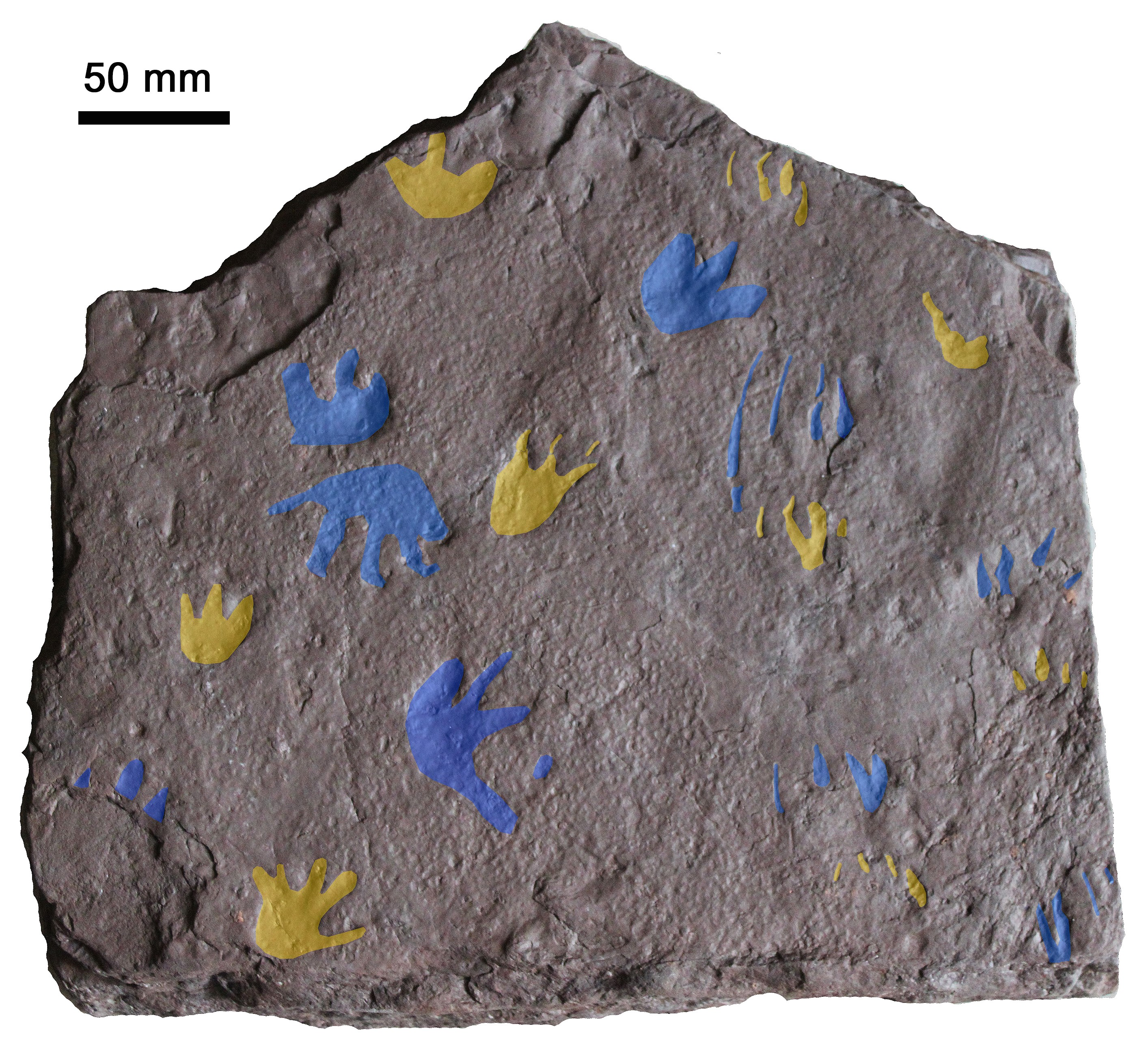 The tracks colored to make their shapes clear, including the claw marks. The tracks colored to make their shapes clear, including the claw marks.
