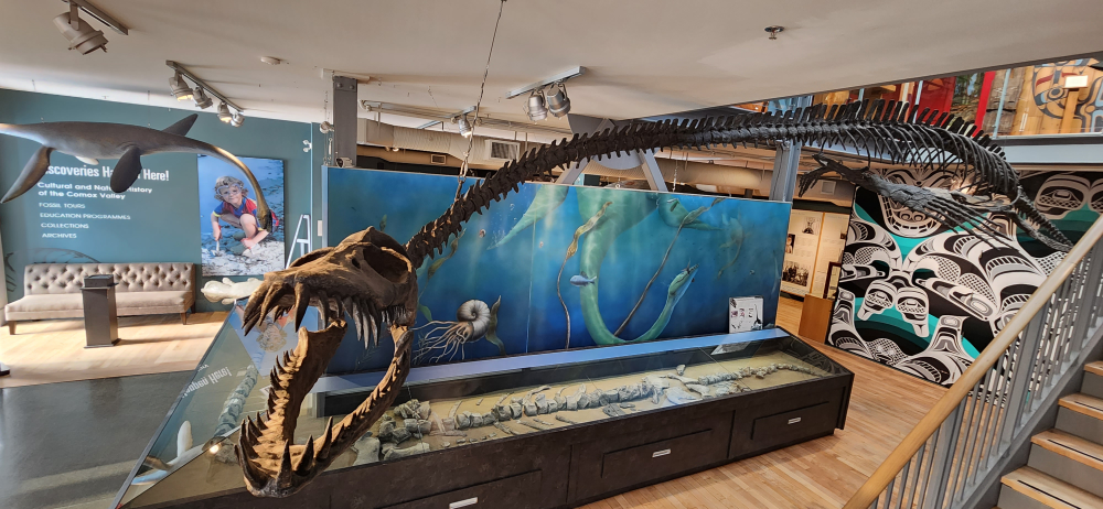 Museum display of Traskasaura in The Courtenay and District Museum and Palaeontology Centre. Museum display of Traskasaura in The Courtenay and District Museum and Palaeontology Centre.
