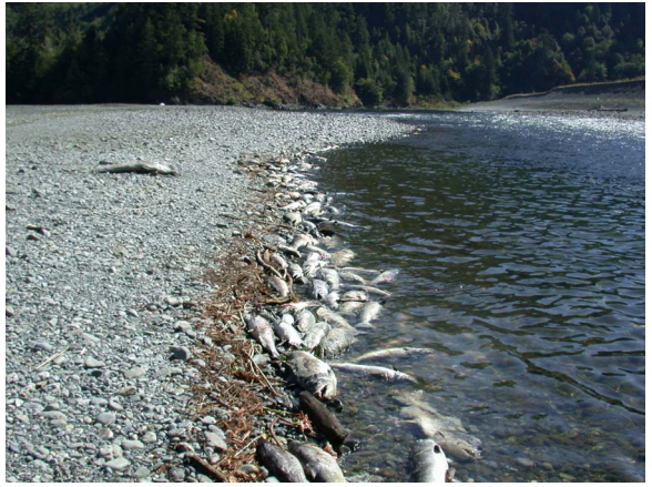 Bodies of dead salmon lie at the waters edge Bodies of dead salmon lie at the waters edge
