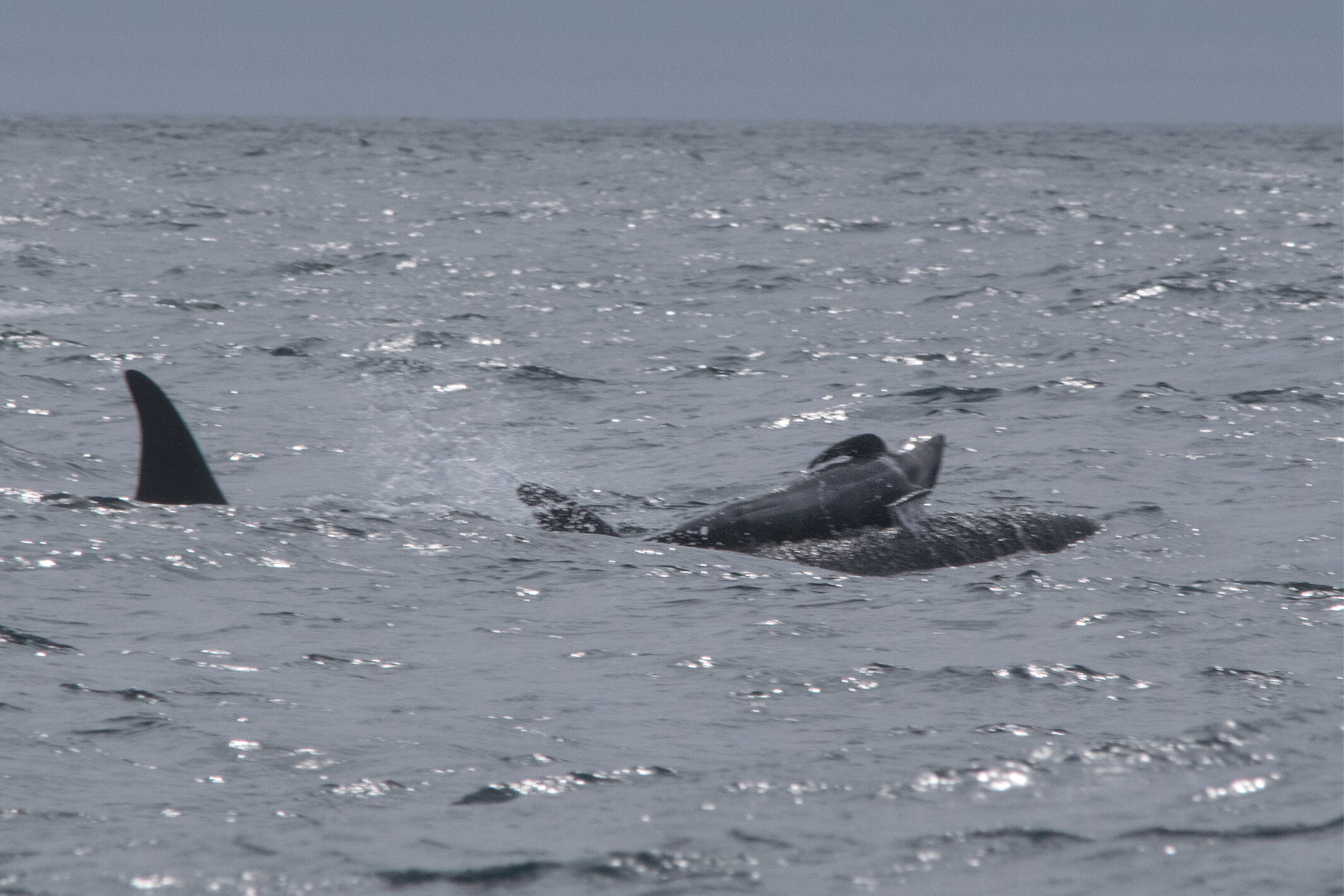 A juvenile pilot whale is lifted out of the water by a killer whale A juvenile pilot whale is lifted out of the water by a killer whale