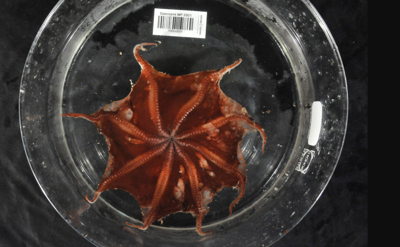 bottom view of the Carnarvon Flapjack Octopus, showing its red tentacles bottom view of the Carnarvon Flapjack Octopus, showing its red tentacles