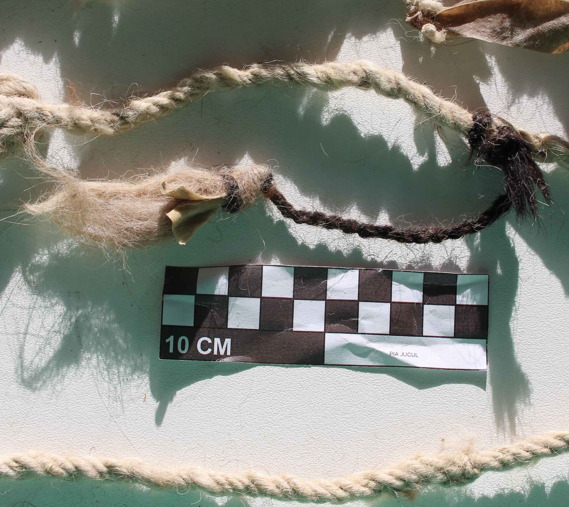 Hair from a llama tail on an Inca khipu Hair from a llama tail on an Inca khipu
