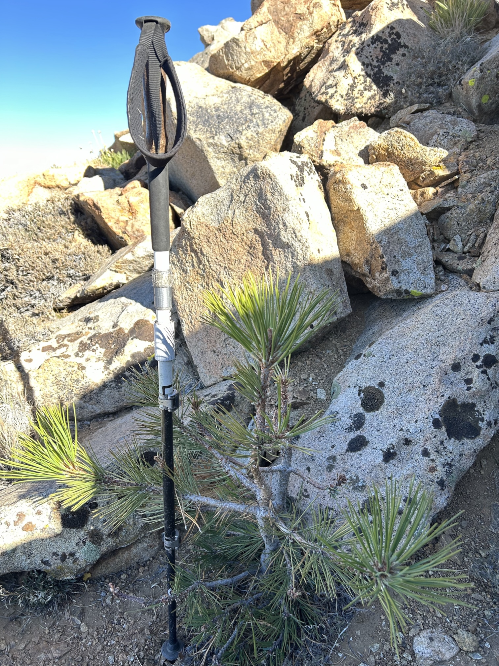 a jeffrey pine next to some rocks, it's the highest tree in california a jeffrey pine next to some rocks, it's the highest tree in california