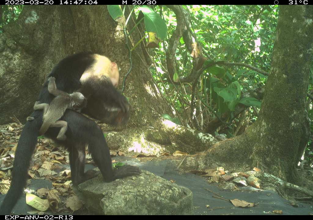 Once kindnapped, the baby howlers hang on as if to their own parents, but the lack of milk kills them. Once kindnapped, the baby howlers hang on as if to their own parents, but the lack of milk kills them.