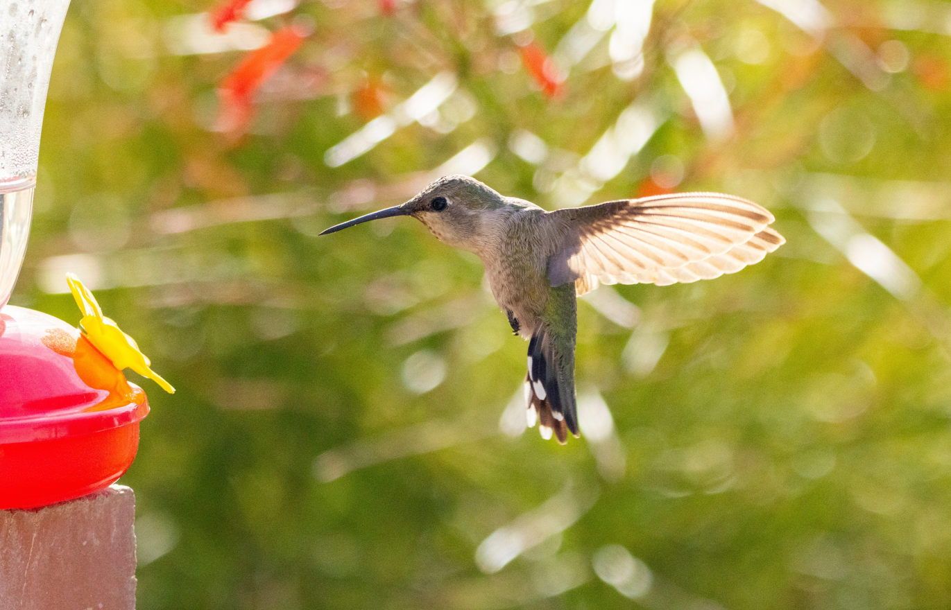 female Anna’s hummingbird gathering necator from an artificlian feeder in California. female Anna’s hummingbird gathering necator from an artificlian feeder in California.
