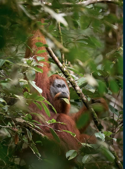 A male Tapanuli Orangutan (Pongo tapanuliensis). A male Tapanuli Orangutan (Pongo tapanuliensis).