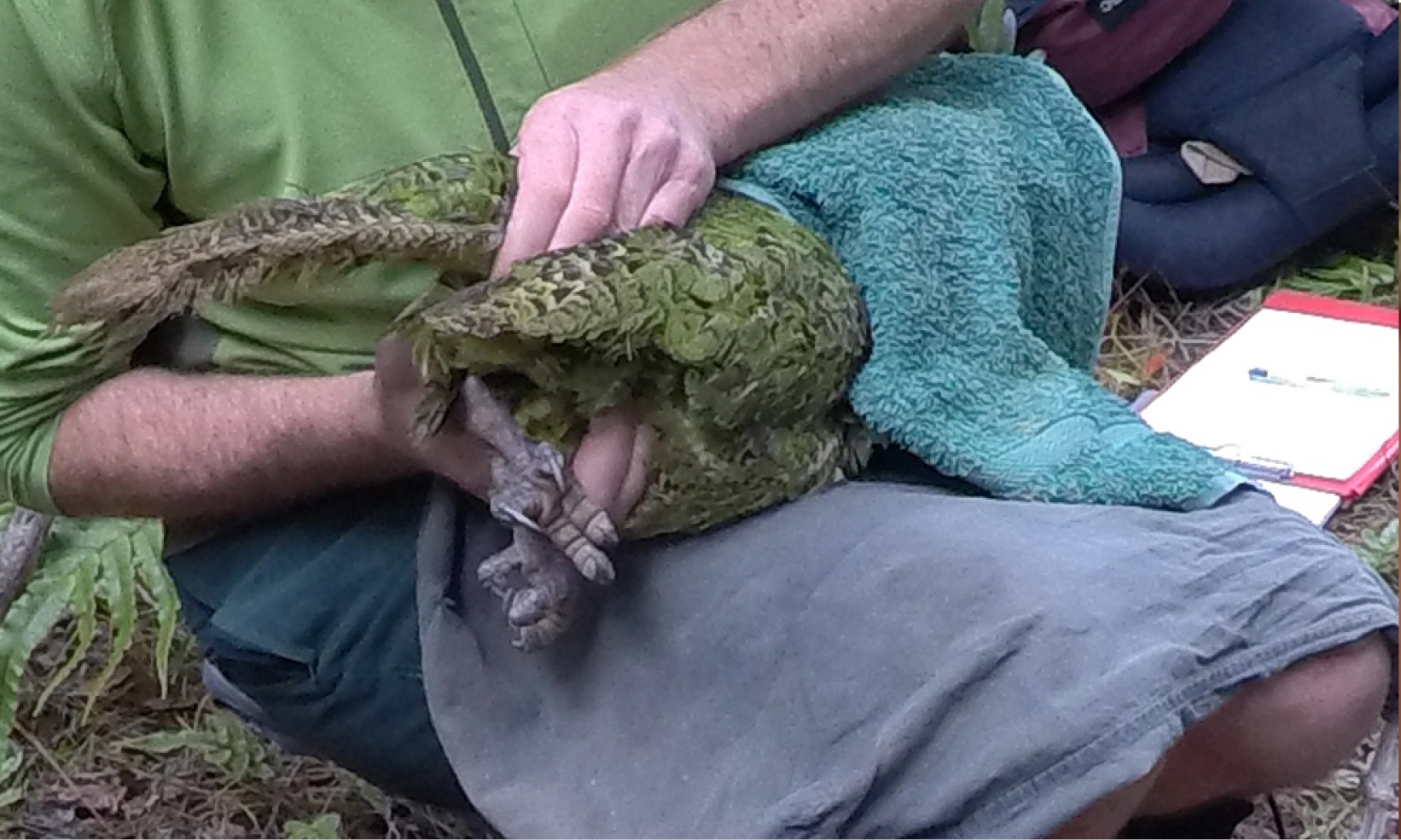 Abdominal massage as a form of kakapo semen collection doesn't look fun for either party. Abdominal massage as a form of kakapo semen collection doesn't look fun for either party.
