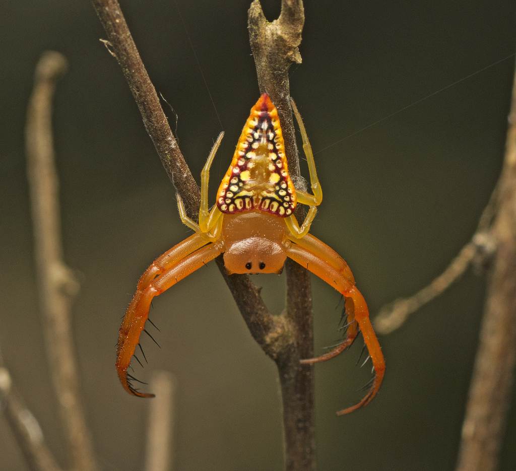 The spider hangs on a branch showing its triangle body. The spider hangs on a branch showing its triangle body.
