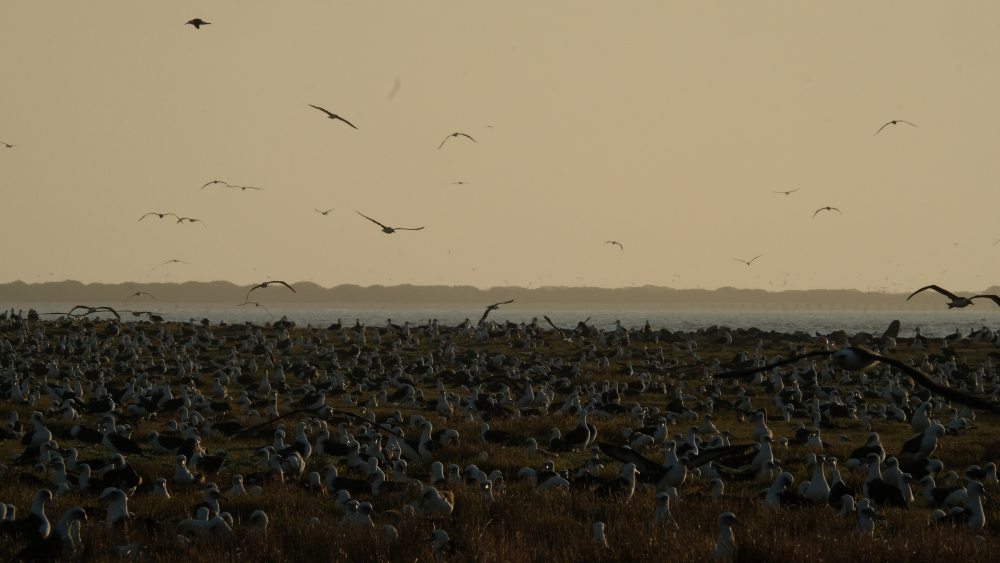 the largest albatross colony in the world, loads of laysan albatross everywhere the largest albatross colony in the world, loads of laysan albatross everywhere