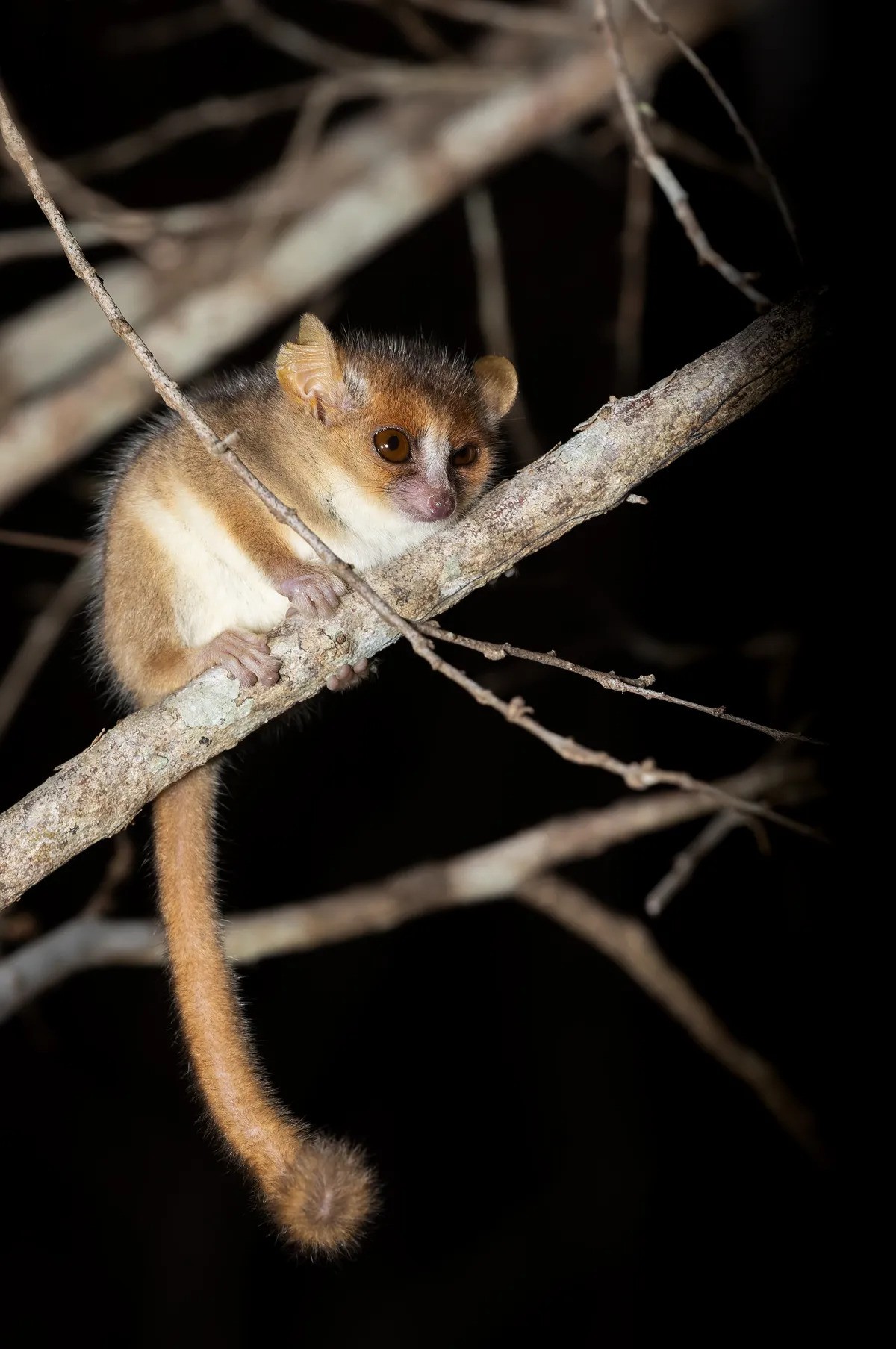 The world's smallest primate The world's smallest primate