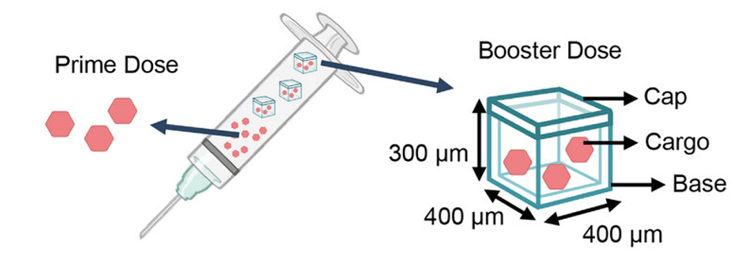 schematic showing a syringe containing prime doses of vaccine as red hexagons, and blue cubes containing more red hexagons to represent the microparticles. On the right is a zoomed-in view of the blue cubes, with the dimensions and components labelled. schematic showing a syringe containing prime doses of vaccine as red hexagons, and blue cubes containing more red hexagons to represent the microparticles. On the right is a zoomed-in view of the blue cubes, with the dimensions and components labelled.